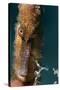 Longsnout Seahorse (Hippocampus Reidi), Dominica, West Indies, Caribbean, Central America-Lisa Collins-Stretched Canvas