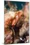 Longsnout Seahorse (Hippocampus Reidi), Dominica, West Indies, Caribbean, Central America-Lisa Collins-Mounted Photographic Print