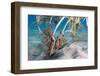Longsnout Seahorse (Hippocampus Reidi), Dominica, West Indies, Caribbean, Central America-Lisa Collins-Framed Photographic Print