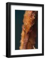 Longsnout Seahorse (Hippocampus Reidi), Dominica, West Indies, Caribbean, Central America-Lisa Collins-Framed Photographic Print