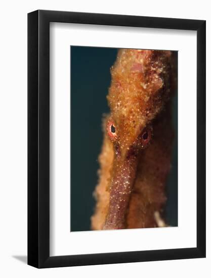 Longsnout Seahorse (Hippocampus Reidi), Dominica, West Indies, Caribbean, Central America-Lisa Collins-Framed Photographic Print