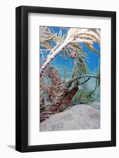 Longsnout Seahorse (Hippocampus Reidi), Dominica, West Indies, Caribbean, Central America-Lisa Collins-Framed Photographic Print