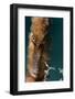 Longsnout Seahorse (Hippocampus Reidi), Dominica, West Indies, Caribbean, Central America-Lisa Collins-Framed Photographic Print