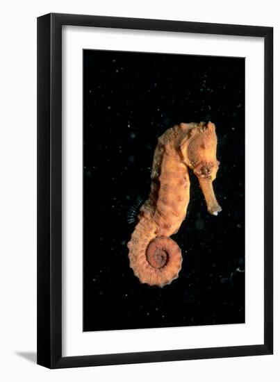 Longsnout Seahorse (Hippocampus Reidi), Pacific Ocean.-Reinhard Dirscherl-Framed Premium Photographic Print