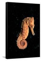Longsnout Seahorse (Hippocampus Reidi), Pacific Ocean.-Reinhard Dirscherl-Framed Stretched Canvas