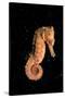 Longsnout Seahorse (Hippocampus Reidi), Pacific Ocean.-Reinhard Dirscherl-Stretched Canvas