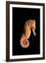 Longsnout Seahorse (Hippocampus Reidi), Pacific Ocean.-Reinhard Dirscherl-Framed Photographic Print