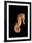 Longsnout Seahorse (Hippocampus Reidi), Pacific Ocean.-Reinhard Dirscherl-Framed Photographic Print