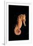 Longsnout Seahorse (Hippocampus Reidi), Pacific Ocean.-Reinhard Dirscherl-Framed Photographic Print
