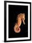 Longsnout Seahorse (Hippocampus Reidi), Pacific Ocean.-Reinhard Dirscherl-Framed Photographic Print