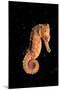 Longsnout Seahorse (Hippocampus Reidi), Pacific Ocean.-Reinhard Dirscherl-Mounted Photographic Print