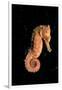 Longsnout Seahorse (Hippocampus Reidi), Pacific Ocean.-Reinhard Dirscherl-Framed Photographic Print