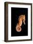 Longsnout Seahorse (Hippocampus Reidi), Pacific Ocean.-Reinhard Dirscherl-Framed Photographic Print