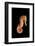 Longsnout Seahorse (Hippocampus Reidi), Pacific Ocean.-Reinhard Dirscherl-Framed Photographic Print