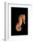 Longsnout Seahorse (Hippocampus Reidi), Pacific Ocean.-Reinhard Dirscherl-Framed Photographic Print