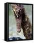 Longsnout Seahorse (Hippocampus Reidi), Uncommon to Caribbean, St Lucia, West Indies-Lisa Collins-Framed Stretched Canvas