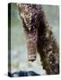 Longsnout Seahorse (Hippocampus Reidi), Uncommon to Caribbean, St Lucia, West Indies-Lisa Collins-Stretched Canvas