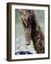 Longsnout Seahorse (Hippocampus Reidi), Uncommon to Caribbean, St Lucia, West Indies-Lisa Collins-Framed Photographic Print