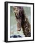 Longsnout Seahorse (Hippocampus Reidi), Uncommon to Caribbean, St Lucia, West Indies-Lisa Collins-Framed Photographic Print