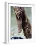 Longsnout Seahorse (Hippocampus Reidi), Uncommon to Caribbean, St Lucia, West Indies-Lisa Collins-Framed Photographic Print
