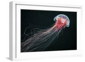 Longtail-Alexander Semenov-Framed Giclee Print