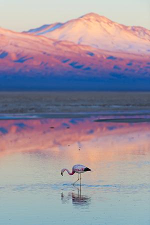 Flamingo, Pink Sunset above Atacama Desert