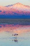 Flamingo, Pink Sunset above Atacama Desert-longtaildog-Framed Stretched Canvas