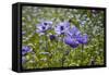 Longwood Garden Spring-Richard T. Nowitz-Framed Stretched Canvas