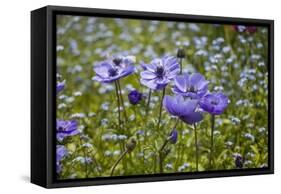 Longwood Garden Spring-Richard T. Nowitz-Framed Stretched Canvas