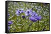 Longwood Garden Spring-Richard T. Nowitz-Framed Stretched Canvas