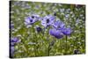 Longwood Garden Spring-Richard T. Nowitz-Stretched Canvas