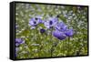 Longwood Garden Spring-Richard T. Nowitz-Framed Stretched Canvas
