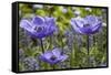 Longwood Garden Spring-Richard T. Nowitz-Framed Stretched Canvas