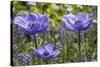 Longwood Garden Spring-Richard T. Nowitz-Stretched Canvas