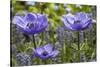 Longwood Garden Spring-Richard T. Nowitz-Stretched Canvas