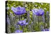 Longwood Garden Spring-Richard T. Nowitz-Stretched Canvas