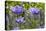 Longwood Garden Spring-Richard T. Nowitz-Stretched Canvas