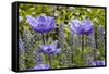 Longwood Garden Spring-Richard T. Nowitz-Framed Stretched Canvas