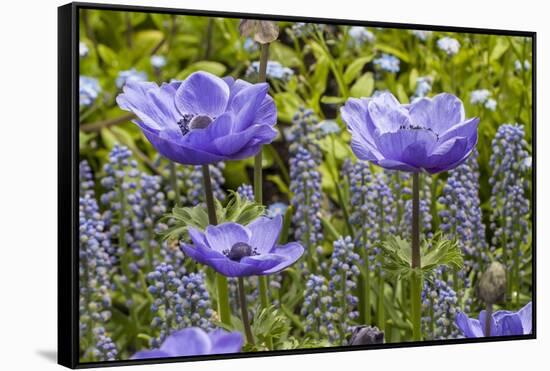 Longwood Garden Spring-Richard T. Nowitz-Framed Stretched Canvas