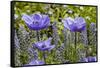 Longwood Garden Spring-Richard T. Nowitz-Framed Stretched Canvas