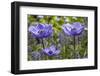 Longwood Garden Spring-Richard T. Nowitz-Framed Photographic Print