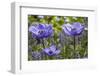 Longwood Garden Spring-Richard T. Nowitz-Framed Photographic Print