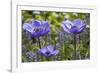 Longwood Garden Spring-Richard T. Nowitz-Framed Photographic Print