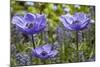 Longwood Garden Spring-Richard T. Nowitz-Mounted Photographic Print