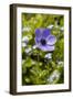 Longwood Garden Spring-Richard T. Nowitz-Framed Photographic Print