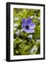 Longwood Garden Spring-Richard T. Nowitz-Framed Photographic Print