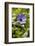 Longwood Garden Spring-Richard T. Nowitz-Framed Photographic Print