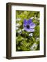 Longwood Garden Spring-Richard T. Nowitz-Framed Photographic Print