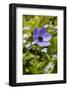 Longwood Garden Spring-Richard T. Nowitz-Framed Photographic Print