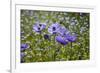 Longwood Garden Spring-Richard T. Nowitz-Framed Photographic Print